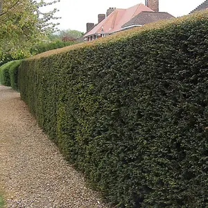 Taxus Baccata - Evergreen Common Yew Hedging Plants, Dense and Hardy (20-40cm, 20 Plants)