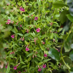 Jasminum beesianum in 12cm Pot - 70cm in Height - Scented Red Jasmine Flowering Plant