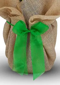 Happy 18th Birthday Rose Bush Gift Wrapped - Plant Gift Perfect for Gardeners