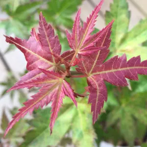 Acer Phoenix - Vibrant Red Foliage, Outdoor Plant, Ideal for Gardens, Compact Size (80-100cm Height Including Pot)