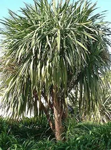 Direct Plants Cordyline Australis Atlantic Green Palm Large Plant 50-60cm Supplied in a 3 Litre Pot