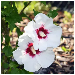 Hibiscus syriacus 'Red Heart' Rose of Sharon, 9cm Pot Stunning White Flowers