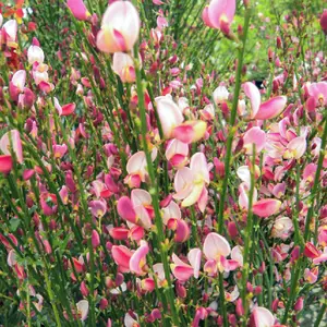 Cytisus Hollandia, Garden Broom Plant for UK Gardens (15-25cm Height Including Pot)