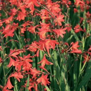 Crocosmia Carmine Brilliant - Brilliant Orange Blooms, Sun, Moderate Height (30-40cm Height Including Pot)