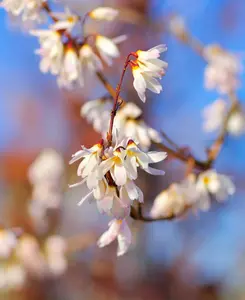 Abeliophyllum distichium Roseum - Pink Forsythia - Stunning winter flowering shrub 1 x 9cm pot