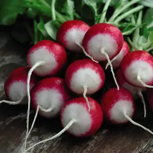 Radish Poloneza 1 Seed Packet (500 Seeds)