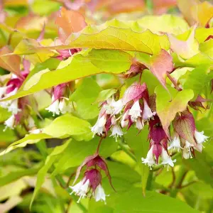 Leycesteria Golden Lanterns Garden Plant - Attractive Foliage, Compact Size (20-30cm Height Including Pot)