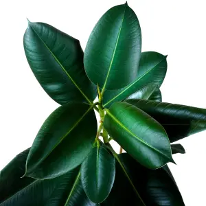 Ficus Robusta Indoor Plant: Glossy Foliage, Effortless Care, Perfect Green Accent (30-40cm)