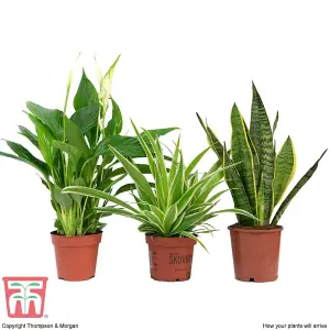 Air Purifying Houseplant Collection - 3 Potted Plants - Snake Plant, Peace Lily, Spider Plant, Cleaning Air in Home or Office