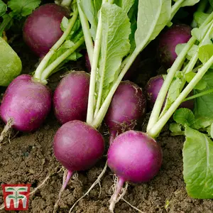 Radish Amethyst 1 Seed Packet (250 Seeds)