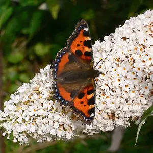 Buddleia Marbled White - Outdoor Flowering Shrub, Ideal for UK Gardens, Compact Size (15-30cm Height Including Pot)