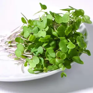 Microgreens Kale Red Russian 1 Seed Packet