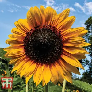 Sunflower Russian Giant 1 Seed Packet (60 Seeds)