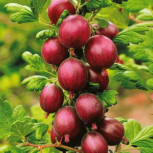 Ribes uva-crispa Hinnonmaki Red - Gooseberry Fruits, Hardy Fruit Plant (20-30cm Height Including Pot)