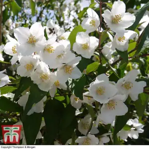 Philadelphus Starbright 3.6 Litre Potted Plant x 1