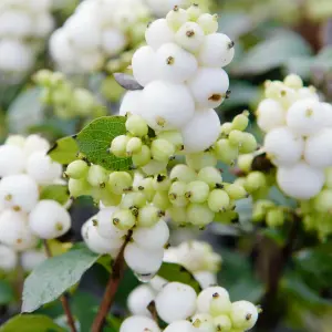 Gardeners Dream Symphoricarpos Magical Galaxy (9cm)