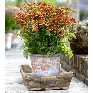 Achillea Milly Rock Red 2 Litre Pot x 1