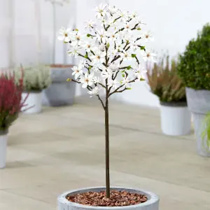 Magnolia Stellata Patio Tree - Stunning Variety, Ideal for UK Gardens, Compact Size (2-3ft)