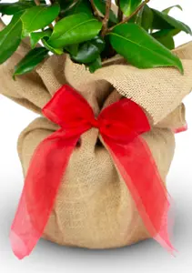 Ruby Wedding Rose Bush Gift Wrapped - 40th Wedding Anniversary Plant