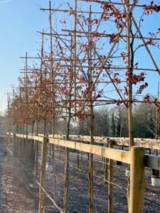 Beech Pleached Tree  with 180cm Stem and 10cm Girth