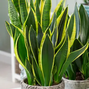 Sansevieria Golden Flame - Vibrant Indoor Plant with Air-Purifying Qualities (12cm, 30-40cm)