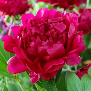 Felix Crousse Peony Perennials Flowering Plants Paeonia Lactiflora 4L Pot