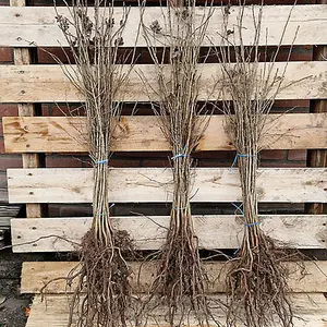 Hawthorn Hedge Crataegus monogyna Set of 50 Bare Root Hedges, 40-60cm tall