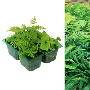 4 x Hardy Fern Plant Mix - Evergreen Outdoor Ferns - Shade Loving Plants Garden Ready - Ideal for Rockeries, Containers & Pots