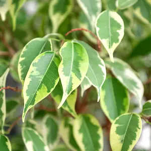 House Plant Weeping Figs, Set of Six Ficus benjamina Kinky with Jute Stem, Indoor Plants in 12cm Pots, For Home, Office or Living