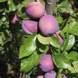 Lincolnshire Fruits Opal Plum Potted 12 Litre 1.5m Tree