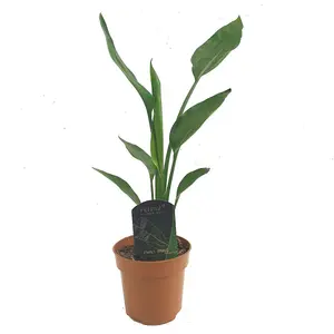 House Plant - Bird Of Paradise - 12 cm Pot size - 40-50 cm Tall - Strelitzia Reginae - Indoor Plant