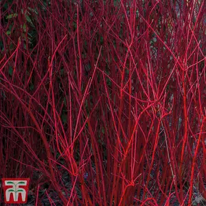 Cornus Winter Stems Collection 9cm Potted Plant x 3