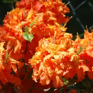 Orange Azalea (30-40cm Height Including Pot) - Vibrant Blooms, Japanese Evergreen