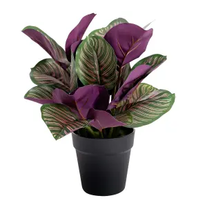 Blooming Artificial - 40cm / 1.25ft Faux Pinstripe Calathea