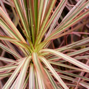 Dracaena marginata 'Bicolour' in 11cm Pot - Indoor Plant - Easy to Maintain