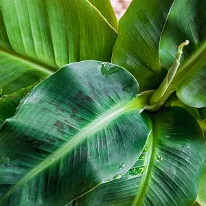 House Plants, Baby Banana Plants, Set of Three, Musa acuminata, Tropical Indoor Plants in 6cm Pots, For Home, Office or Living Roo