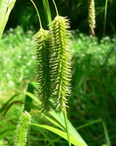 Lincolnshire Pond Plants Ltd Marginal Plants - Pond Plants (Carex Pseudocyperus)  - 3x 9cm Plants