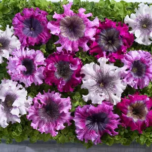 Petunia hyb. Grandiflora Superbissima Triumph Mix 1 Seed Packet