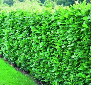 5x Cherry Laurel Evergreen Hedging Plants Large 2-3ft Supplied in 2 Litre Pots