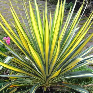 Yucca Colour Guard Garden Plant - Striking Yellow and Green Foliage, Compact Size (20-30cm Height Including Pot)