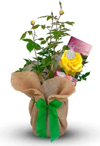 Best Teacher Rose Bush Gift Wrapped - Plant Gift for the Garden