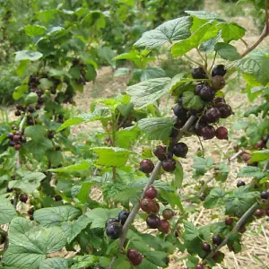 Blackcurrant (Ribes) Ebony Cordon 1 Bare Root