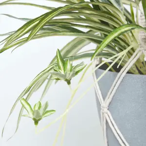 Homescapes Artificial Hanging Basket Spider Plant, 95 cm