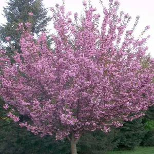 Prunus Royal Burgundy Tree - Deep Purple Foliage, Ornamental, Stunning Double Flowers (5-6ft)