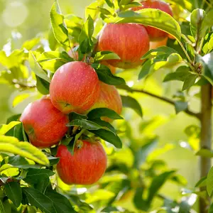 Dwarf Patio Lord Lambourne Apple Tree, Ready to Fruit, Good For Juicing 3FATPIGS