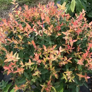 Hypericum Radiance Garden Shrub - Bright Yellow Blooms