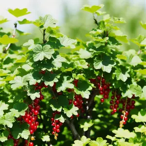 Lincolnshire Fruits Jonkheer Van Tets Potted 5 Litre Red Currants