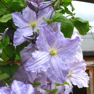 Clematis Blue Angel - Heavenly Blue Flowers, Climbing Vine, Morning Sun (20-30cm Height Including Pot)