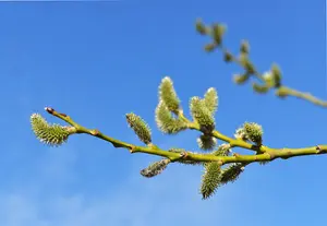 10 Goat Willow - Salix Caprea 2-3ft The Great Sallow Trees, PussyWillow Trees