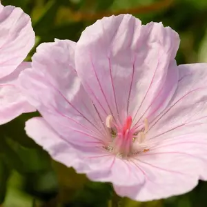 Geranium sanguineum Appleblossom 6 Bare Root Plants